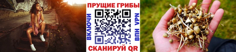Псилоцибиновые грибы мицелий Баймак
